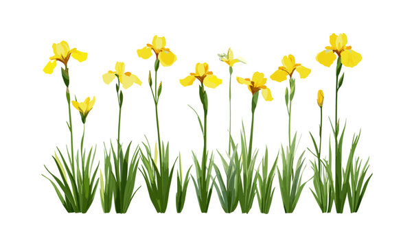 Set of Iris pseudacorus yellow flag, yellow iris, water flag frontal isolated cutout, tree, wetland plant, marsh flower, pond vegetation, vector illustration.
