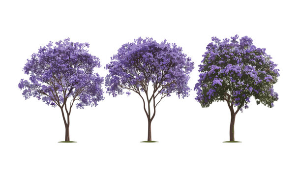 Jacaranda mimosifolia tree, blue jacaranda, black poui, fern tree, Nupur, isolated tree cutout, botanical illustration, tropical tree, vector illustration.