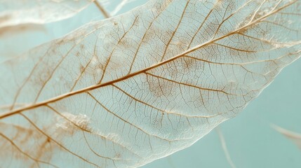 Close-up of a leaf. the leaf appears to be dry and wilted, with visible veins and ridges. the color of the leaf is a light brown, with some areas appearing darker and others lighter.