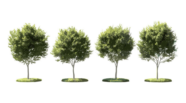 Laurus nobilis tree set, bay tree, Grecian laurel, true laurel, sweet bay, street trees, isolated png, vector illustration, evergreen plants, landscaping, ornamental foliage.