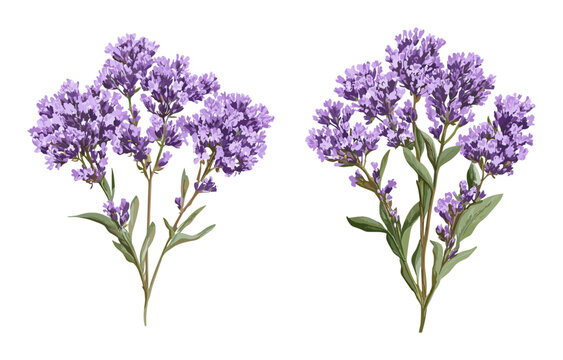 Perez's sea lavender, Limonium perezii, seafoam statice bouquet, isolated png, flowering plant, ornamental greenery, coastal flora, botanical illustration, vector illustration.