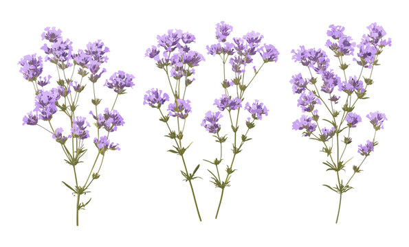 Set of Limonium perezii flowers, Perez's sea lavender, seafoam statice, isolated cutout, botanical plant, floral element, coastal flowers, garden bouquet, vector illustration.