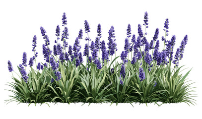Liriope muscari set, big blue lilyturf, border grass, monkey grass, frontal isolated png, vector illustration, evergreen ornamental groundcover, landscape design asset. © aura studio