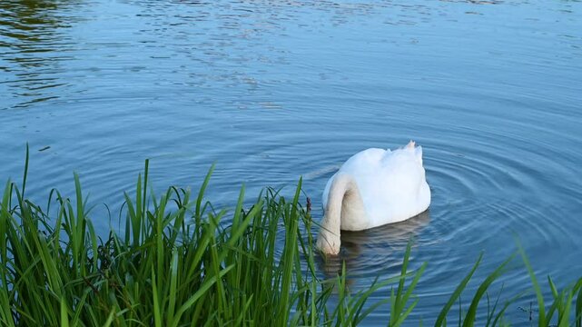 white swan on the lake