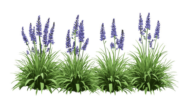 Monkey grass bundle, Liriope muscari, big blue lilyturf, lily turf border assortment, transparent background, vector illustration, garden groundcover asset, botanical clip art.