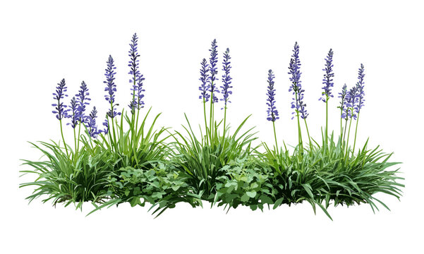 Border grass clump, Liriope muscari collection, monkey turf, big blue lilyturf, isolated cutout, vector illustration, ornamental edging plant, landscaping stock element.