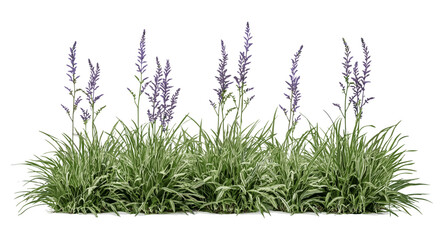 Set of variegated lily turf Liriope muscari Variegata, frontal isolated cutout, exotic perennial, shade tolerant edging, vector illustration, ornamental grass, garden landscaping foliage.