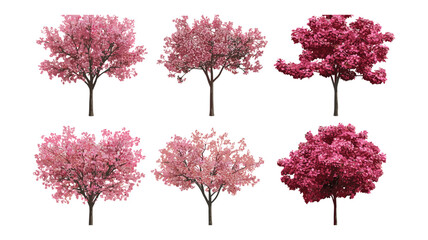 Obraz premium Kaido Crab Apple Malus micromalus flowering trees cutout, vector illustration, fruit blossom, seasonal orchard plants, garden landscaping, botanical tree, fresh greenery.