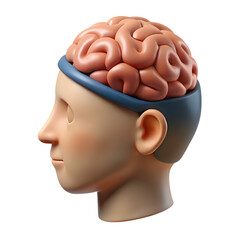3D Render of Human Brain Anatomy for Medical Education