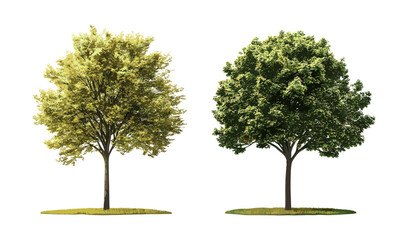 Winter street trees set, Maple genus Acer, Tilia, frontal view, isolated cutout, sunny daylight, vector illustration, urban landscape greenery, park design element.