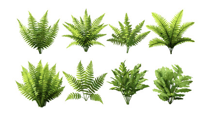 Ostrich fern Matteuccia struthiopteris collection, frontal isolated png, botanical vector illustration, green fronds, woodland plant, garden graphic, perennial foliage clip art element.