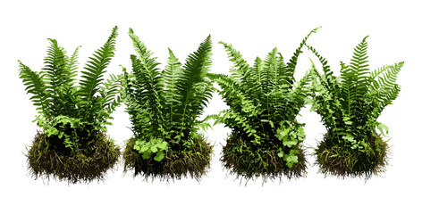 Ostrich fern Matteuccia struthiopteris set, frontal view, cutout, green foliage, botanical vector illustration, forest plant, shade garden, nature clipart, perennial landscaping element. © aura studio
