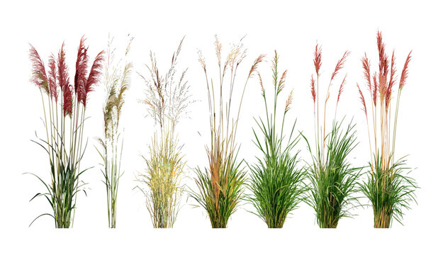Frontal ornamental grasses pack&mdash;Miscanthus purpurascens with Phormium cookianum tricol, isolated on transparent background, vector illustration, landscape gardening material, exotic foliage