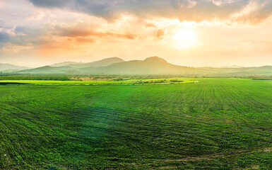 beautiful green spring dawn in a farmland agricultural field with rows of young plant growth and nice sunset sun above mountains on background