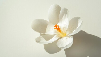 Obraz premium Close-up of a single white flower with a yellow center. the flower is in full bloom, with its petals spread out in a fan-like shape. the petals are delicate and have a soft, velvety texture.