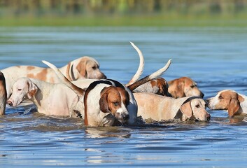 A pack of Fox hounds cooling off in a lake.