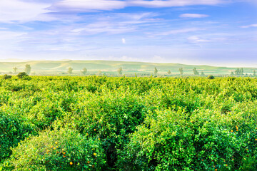 natural landscape of beautiful fruit gardens in green summer season with fresh juicy ogange fruits on trees and beautiful cloudy sky on background