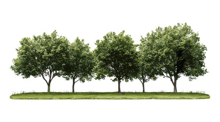 Obraz premium Vector illustration of Ostrya virginiana, American hophornbeam, ironwood leverwood street trees isolated cutout, landscape architecture, urban greenery, ornamental hardwood tree.