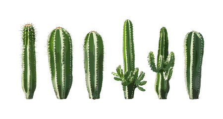 Set of Pachycereus schottii totem pole cactus in sunny daylight frontal isolated cutout, desert plant, xerophyte, succulent vegetation, botanical illustration, vector illustration. © aura studio