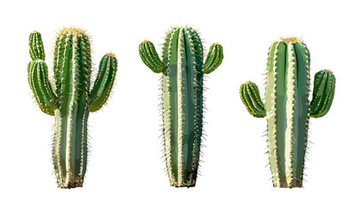 Totem pole cactus Pachycereus schottii set in bright daylight isolated transparent background, arid landscape, drought tolerant plant, desert flora, succulent species, vector illustration. © aura studio