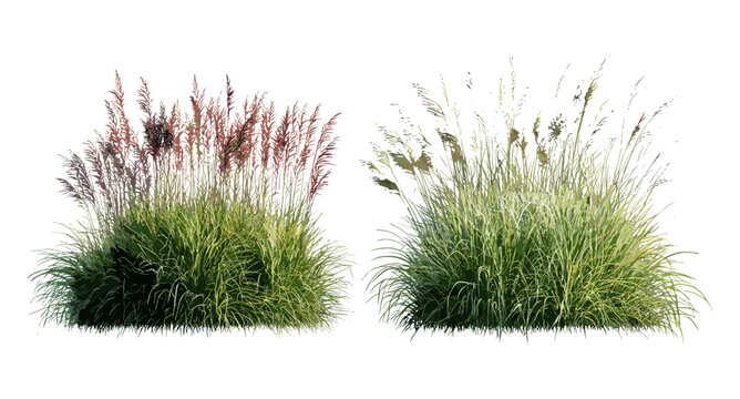 Set of Pennisetum setaceum rubrum and Panicum virgatum grass isolated frontal cutout, tree silhouette, ornamental garden plants, vector illustration, landscaping design, foliage.