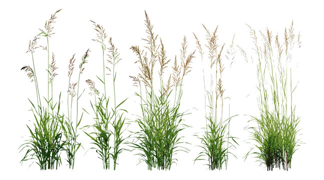 Cutout Panicum virgatum switchgrass and Stipa capillata grasses, vector illustration, natural prairie plants, meadow grass species, wild flora, botanical grass illustration, grassland vegetation.