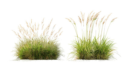 Stipa capillata and Panicum virgatum grass isolated cutout, vector illustration, prairie ecosystem flora, natural herbaceous plants, meadow vegetation, wild grass species, botanical nature design. © aura studio