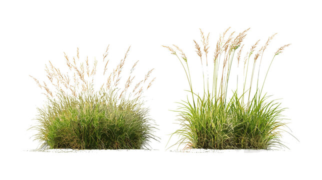 Stipa capillata and Panicum virgatum grass isolated cutout, vector illustration, prairie ecosystem flora, natural herbaceous plants, meadow vegetation, wild grass species, botanical nature design.