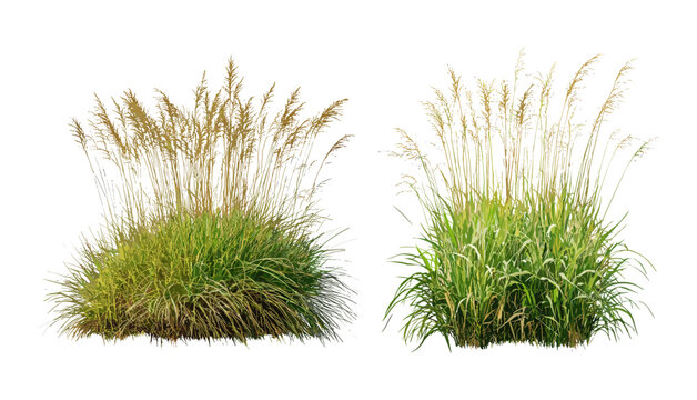 Isolated Panicum virgatum switchgrass and Stipa capillata vector illustration, native grass species, ecological plants, prairie restoration, wildflower meadow, biodiversity.