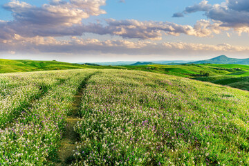 Green spring flowering trefoil camomile meadow with hills and mountains on backdrop, landscape of outdoor view in summer season