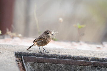 A close up of vibrant Pied bush chat standing on a wall  and gathering nesting material. The...