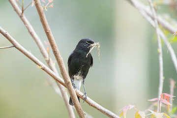 A close up of vibrant Pied bush chat perched on a branch and gathering nesting material. The...