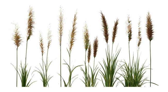 Pennisetum alopecuroides set, Chinese pennisetum, dwarf fountain grass, foxtail fountain grass, Chinese fountaingrass, ornamental grasses, garden plants, vector illustration.