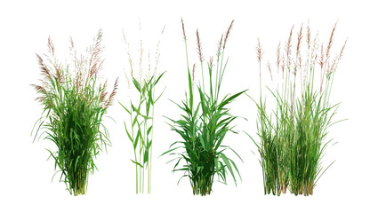 Cutout set of Pennisetum orientale and Panicum virgatum grass, native prairie plants, vector illustration, ornamental greenery, eco landscaping element, decorative foliage clip art. © aura studio