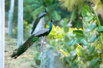 The vibrant Indian peafowl, stands prominently with its iridescent blue neck and a long, sweeping...