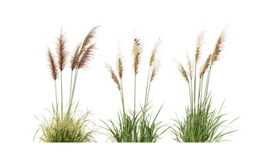 Pennisetum orientale & Panicum virgatum grass cluster, transparent background, vector illustration, wild meadow foliage, drought‑tolerant ornamental design, horticulture clipart.
