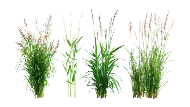 Cutout set of Pennisetum orientale and Panicum virgatum grass, native prairie plants, vector illustration, ornamental greenery, eco landscaping element, decorative foliage clip art.
