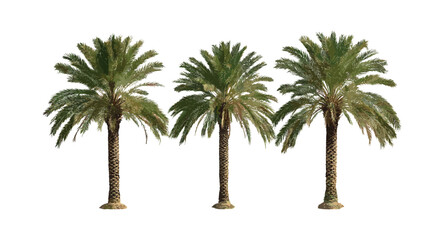 Date palm tree Phoenix dactylifera isolated vector illustration, tropical desert plant, palm leaves, arid zone flora, botanical clipart, nature tree silhouette. © aura studio