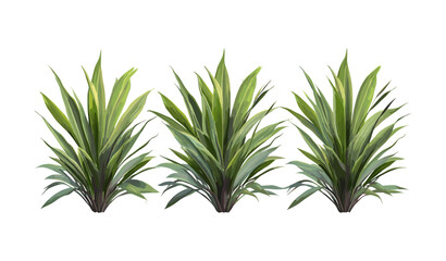 Phormium Cookianum Tricol New Zealand Flax tree isolated cutout, set of exotic foliage plants, botanical garden, tropical landscaping, vector illustration.