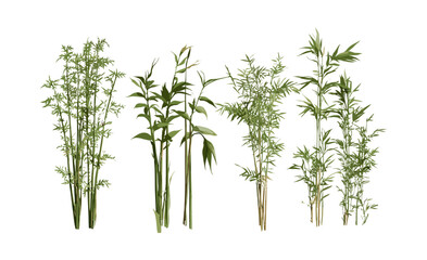 Fototapeta premium Isolated transparent background bamboo trees, Phyllostachys aureosulcata spectabilis with Phyllostachys reticulata, vector illustration, zen garden botanical art, asian flora graphic resource.