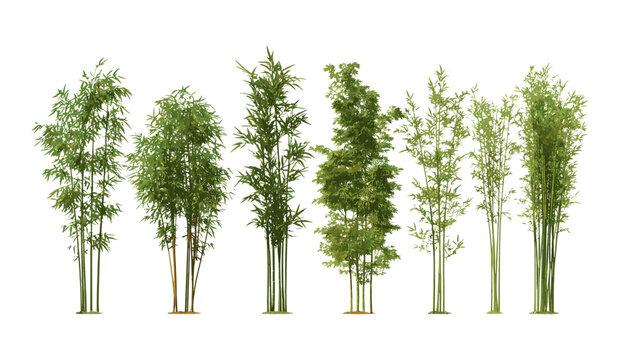 Madake giant timber bamboo Phyllostachys bambusoides tree cutout vector illustration, botanical clip art, eco friendly construction material, Asian rainforest decorative plant imagery.