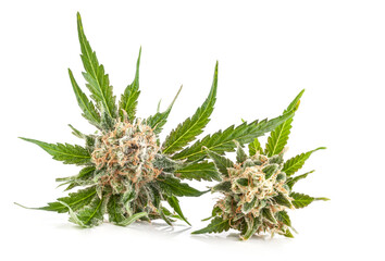 Marijuana flower with trichomes and orange hairs and leaves. The plant cannabis is completely in focus after stacking the images.