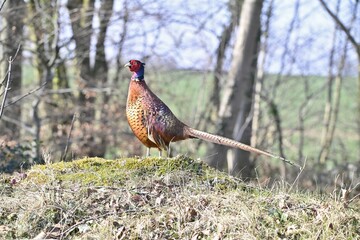 A colourful male Pheasant stood still on the top of a Cotswold stone wall.