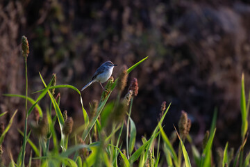 A beautiful small Plain Prinia perched on a millet plant against a vibrant green yellow blurred background with lot of millets.