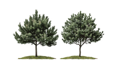 Obraz premium Set of Pinus lambertiana, Pinus ponderosa tree cutout png, vector illustration, conifer forest, pine tree silhouette, western pine species, nature clipart, evergreen trees.