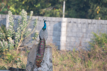 Obraz premium A vibrant Indian peafowl stands on a cement bench and facing right side with background of blurred wall and leaves.