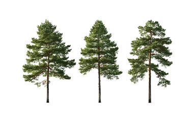 Set of Pinus ponderosa, ponderosa pine, western yellow-pine, bull pine, blackjack pine, tree isolated cutout, vector illustration, forestry, coniferous forest, natural landscape. © aura studio