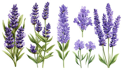 Naklejka premium Elegant watercolor depiction of assorted lavender sprigs, artistically arranged