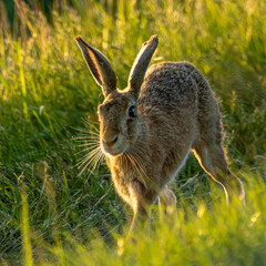 Eurasian hare running in an English field at sunset.