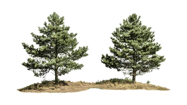 Set of Pinus ponderosa and Pinus radiata trees cutout, isolated forest conifer collection, evergreen plant vector illustration, nature background, timber woodland, botanical art.